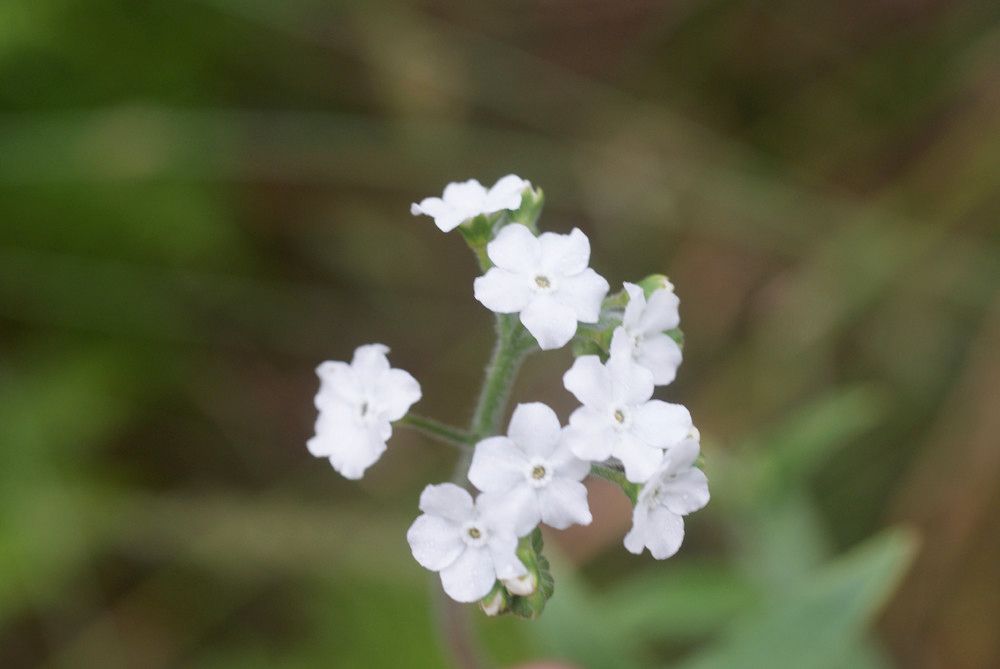 Cynoglossum cernuum flower