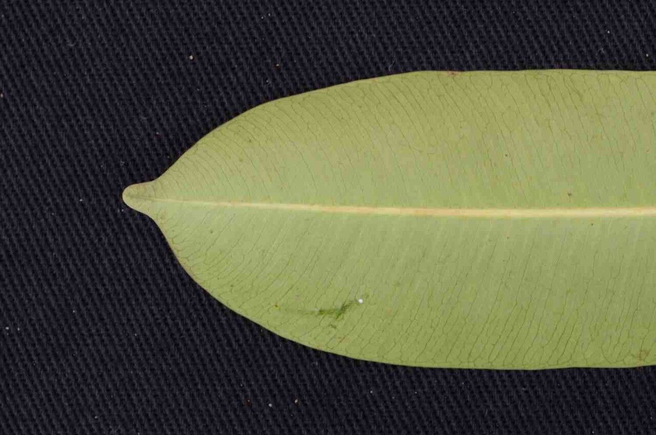 Hancornia speciosa leaf