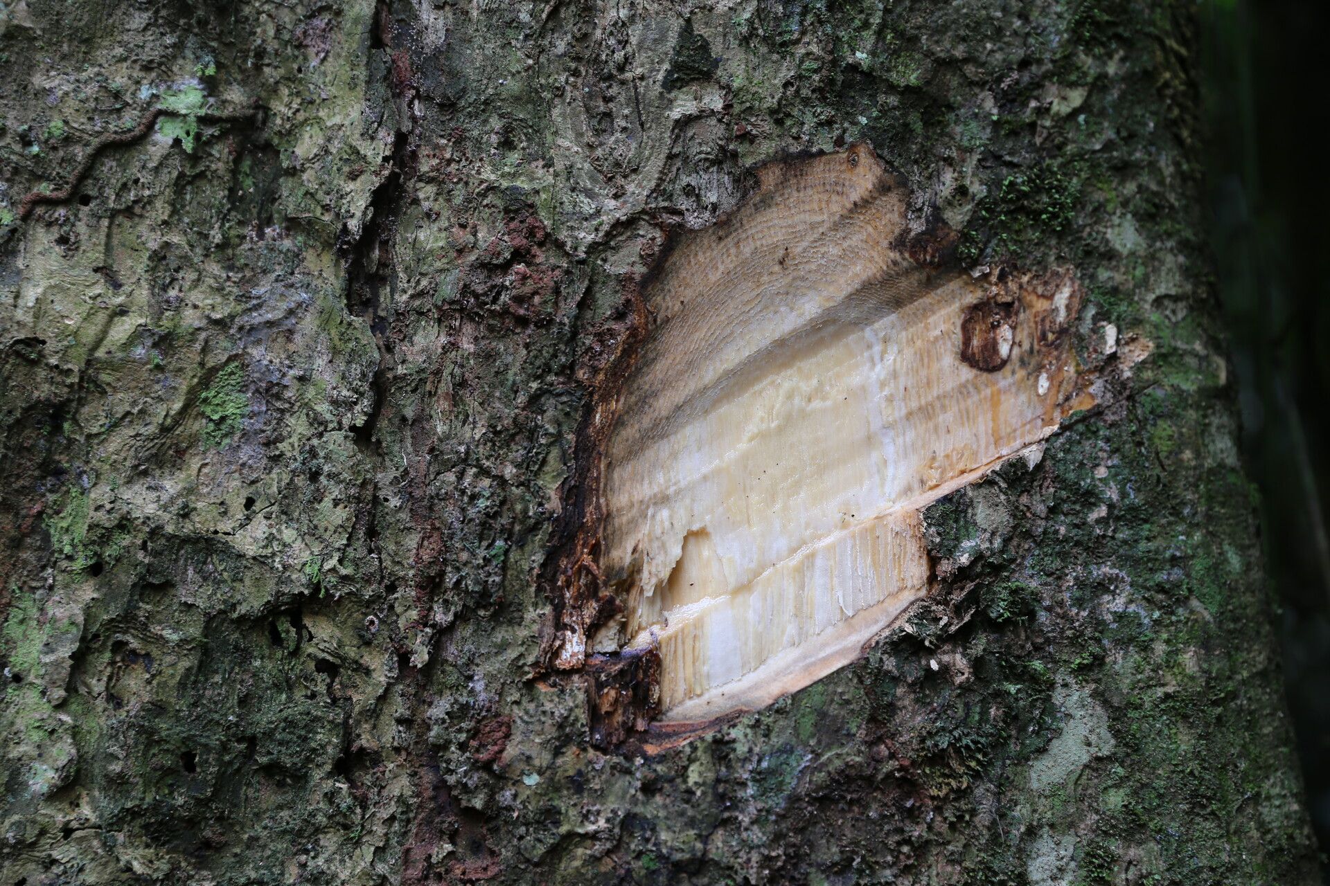 Stereospermum acuminatissimum bark