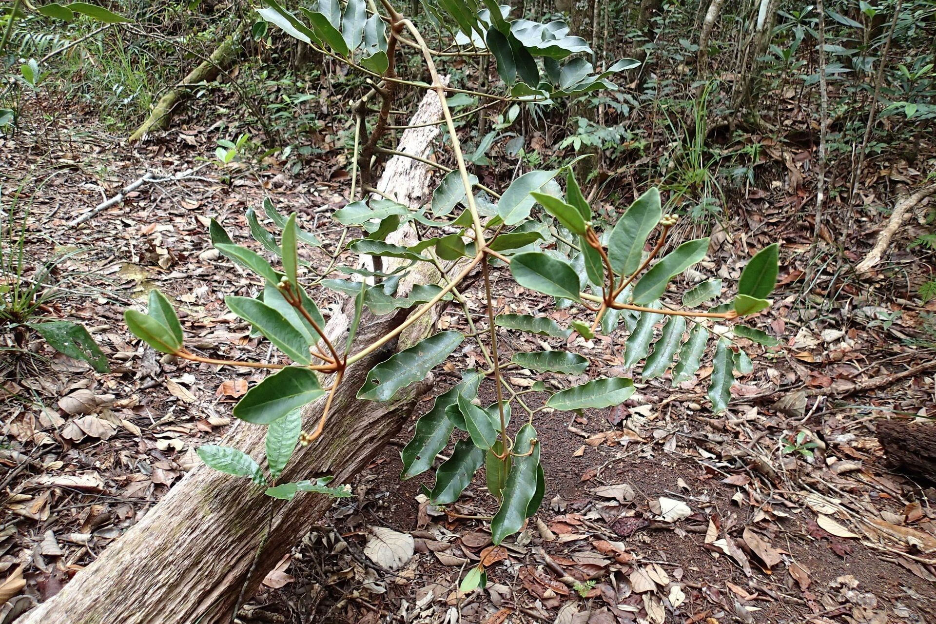 Polyscias otopyrena leaf