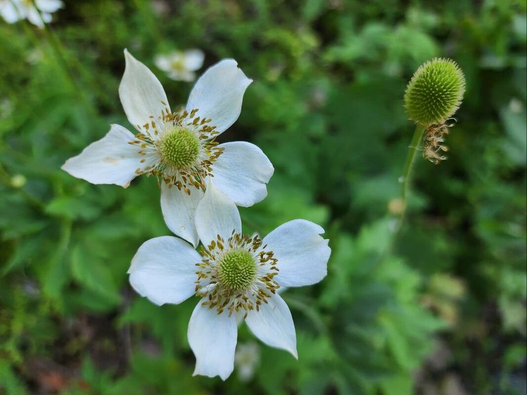 Anemone virginiana flower
