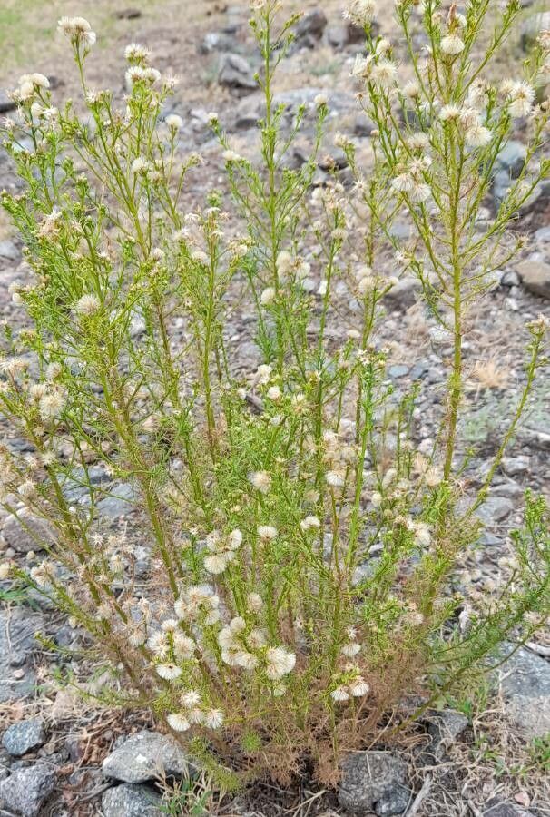 Baccharis ulicina habit
