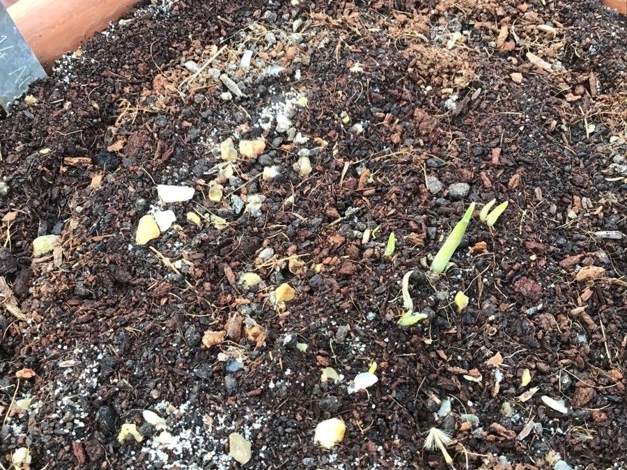 Anthericum baeticum — related species from the same genus