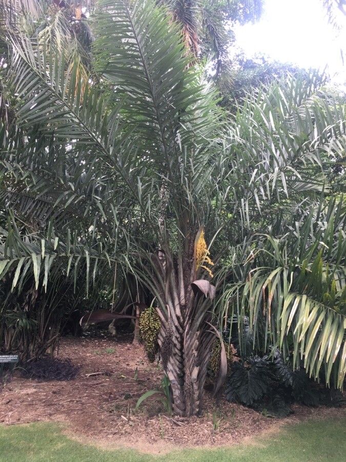 Syagrus coronata flower