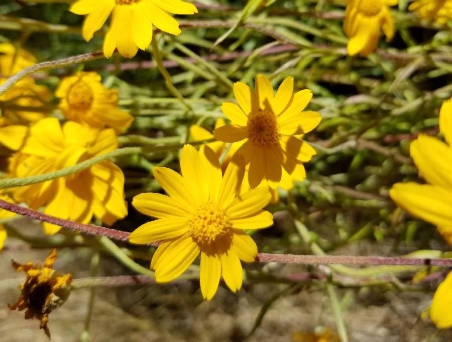 Lasthenia glabrata — houseplant care guide