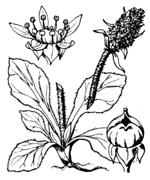 Micranthes hieraciifolia — search result for 'Austria'