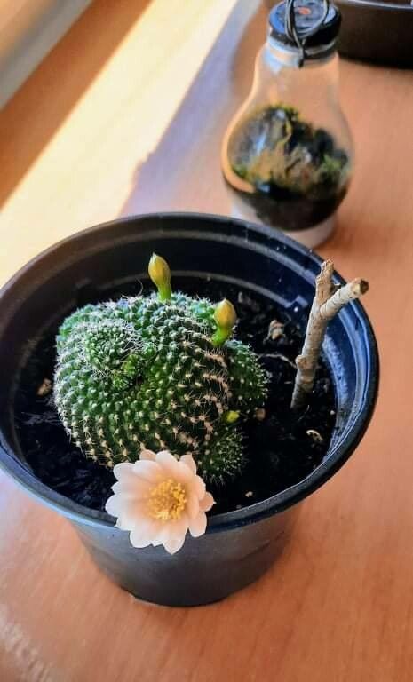 Rebutia marsoneri flower