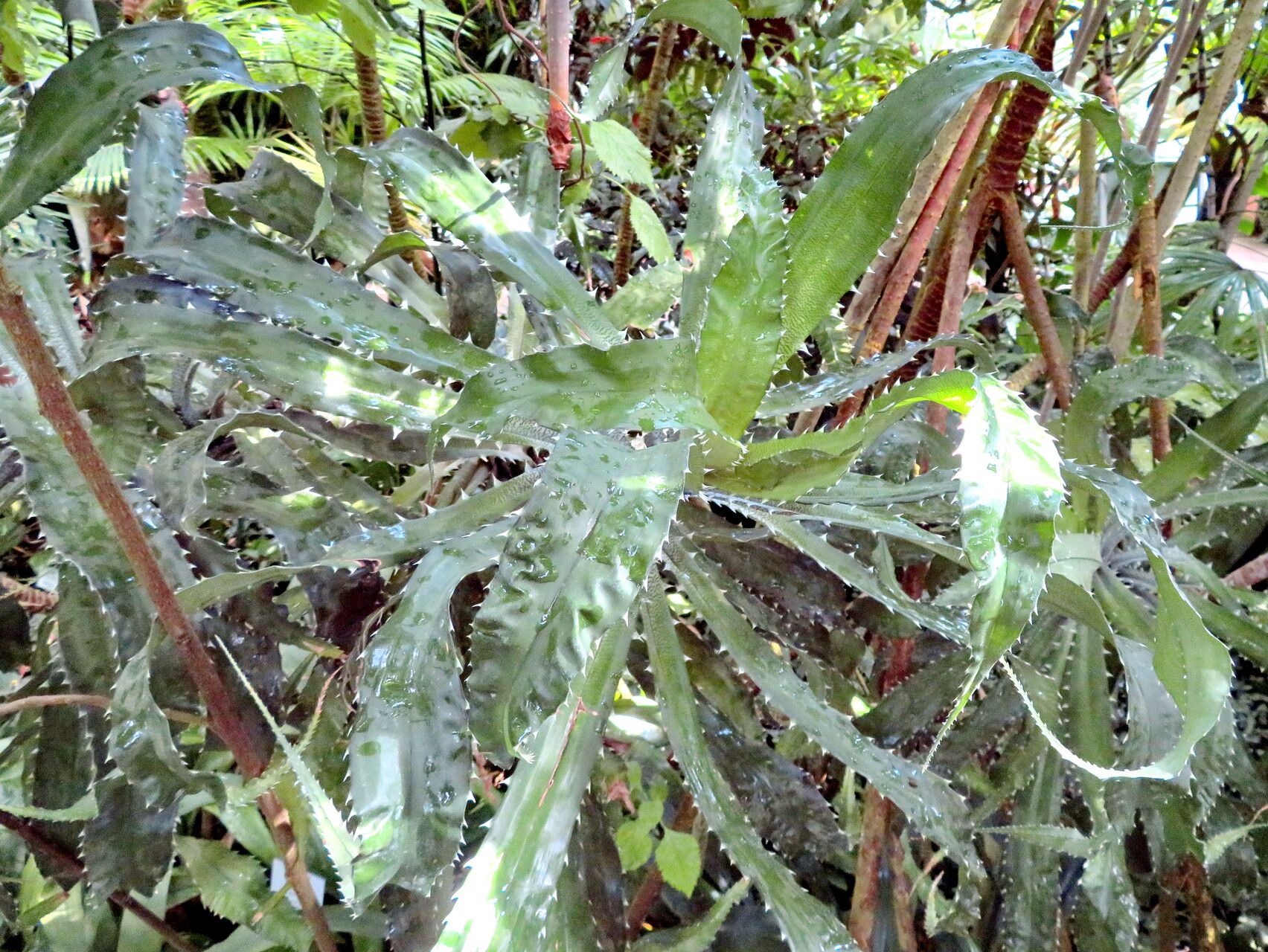 Varronia bonplandii — related species from the same genus