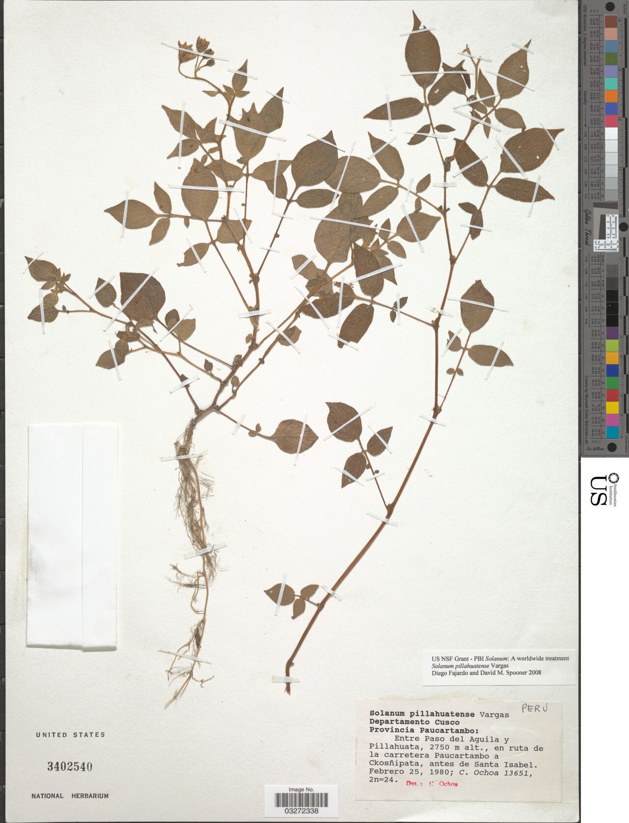 Solanum pillahuatense — houseplant care guide