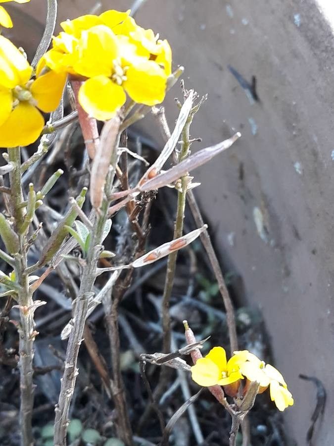 Erysimum rhaeticum fruit