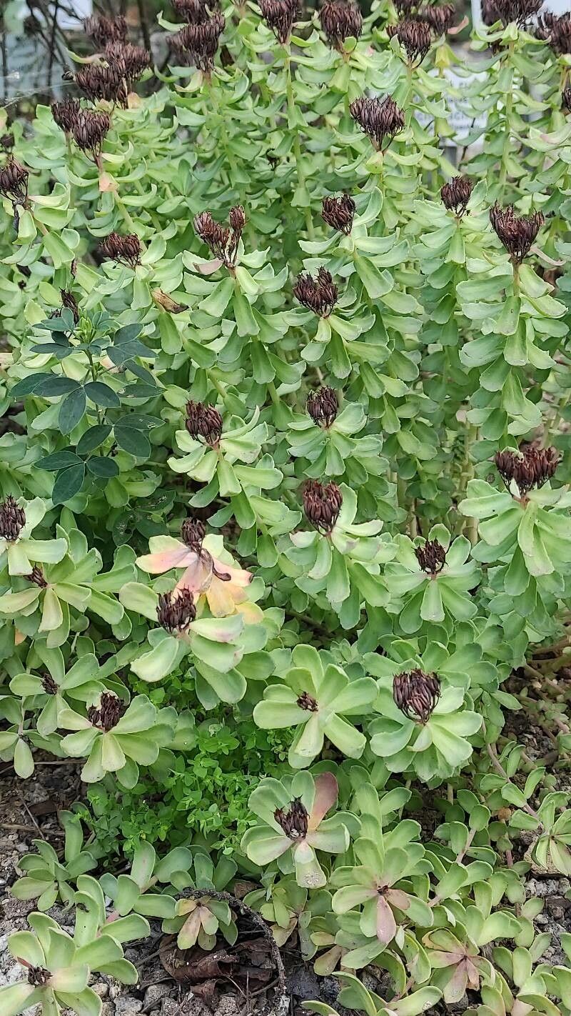 Sedum ishidae habit