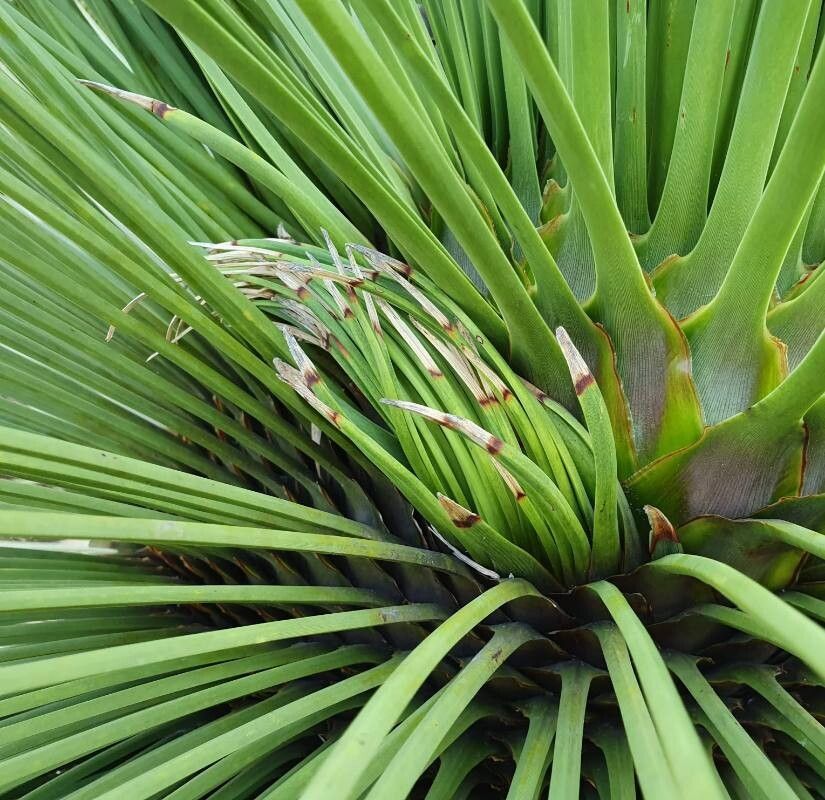 Dasylirion quadrangulatum other