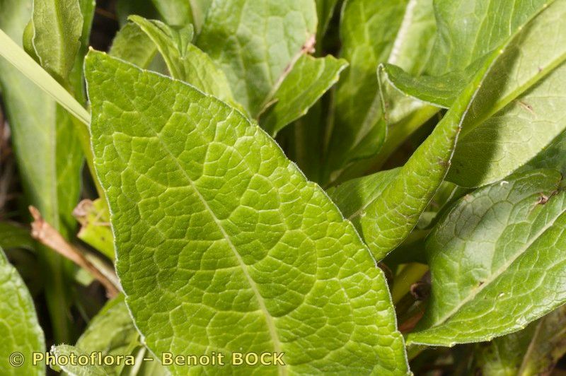 Knautia lebrunii leaf