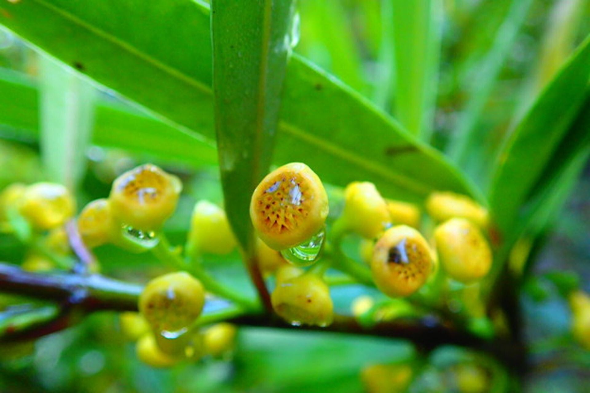 Hedycarya rivularis fruit