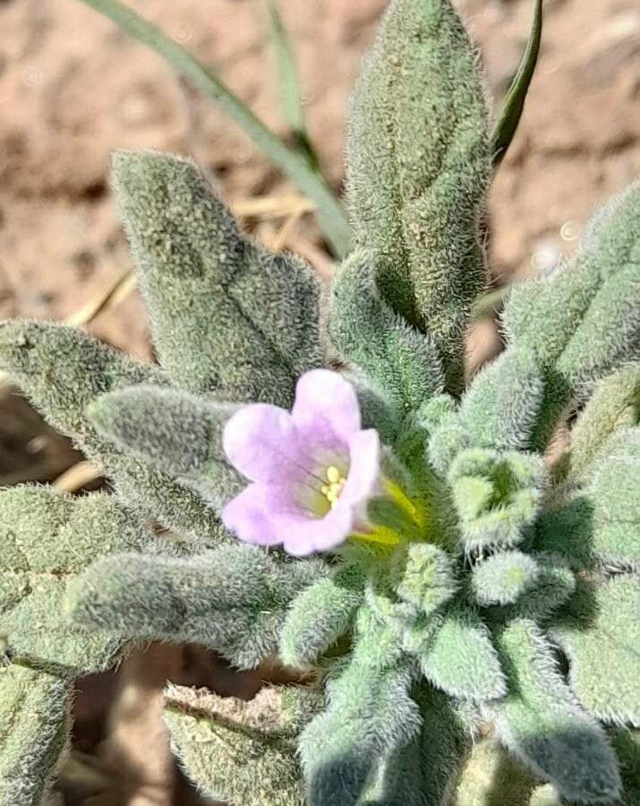 Nama jamaicensis — related species from the same genus