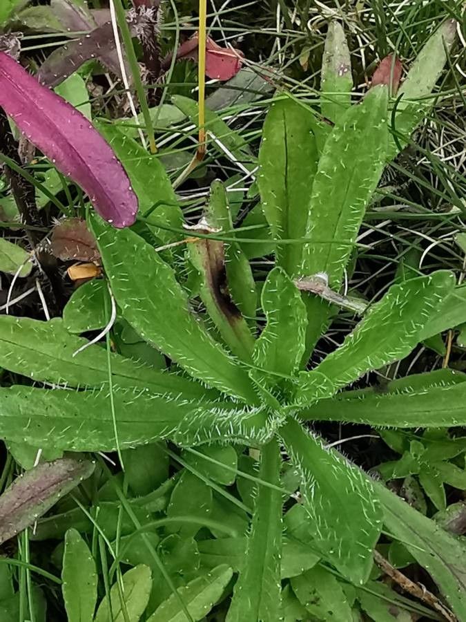 Jasione montana — search result for 'Campanulaceae'