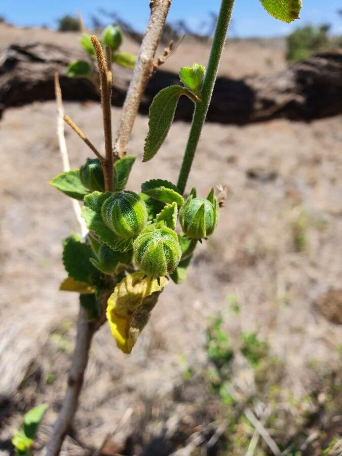 Hibiscus flavifolius fruit
