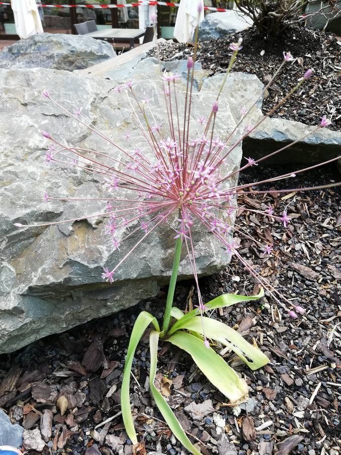 Allium schubertii leaf
