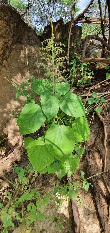 Acalypha paniculata — houseplant care guide