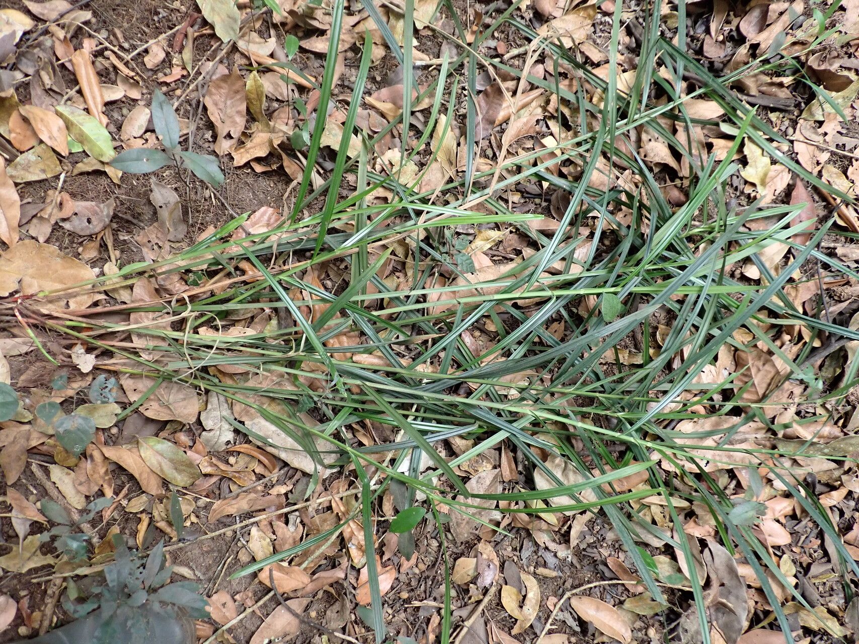 Scleria naumanniana habit