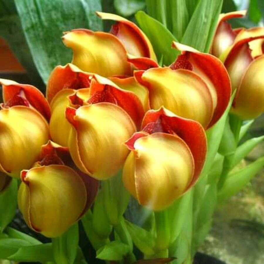 Anguloa clowesii flower