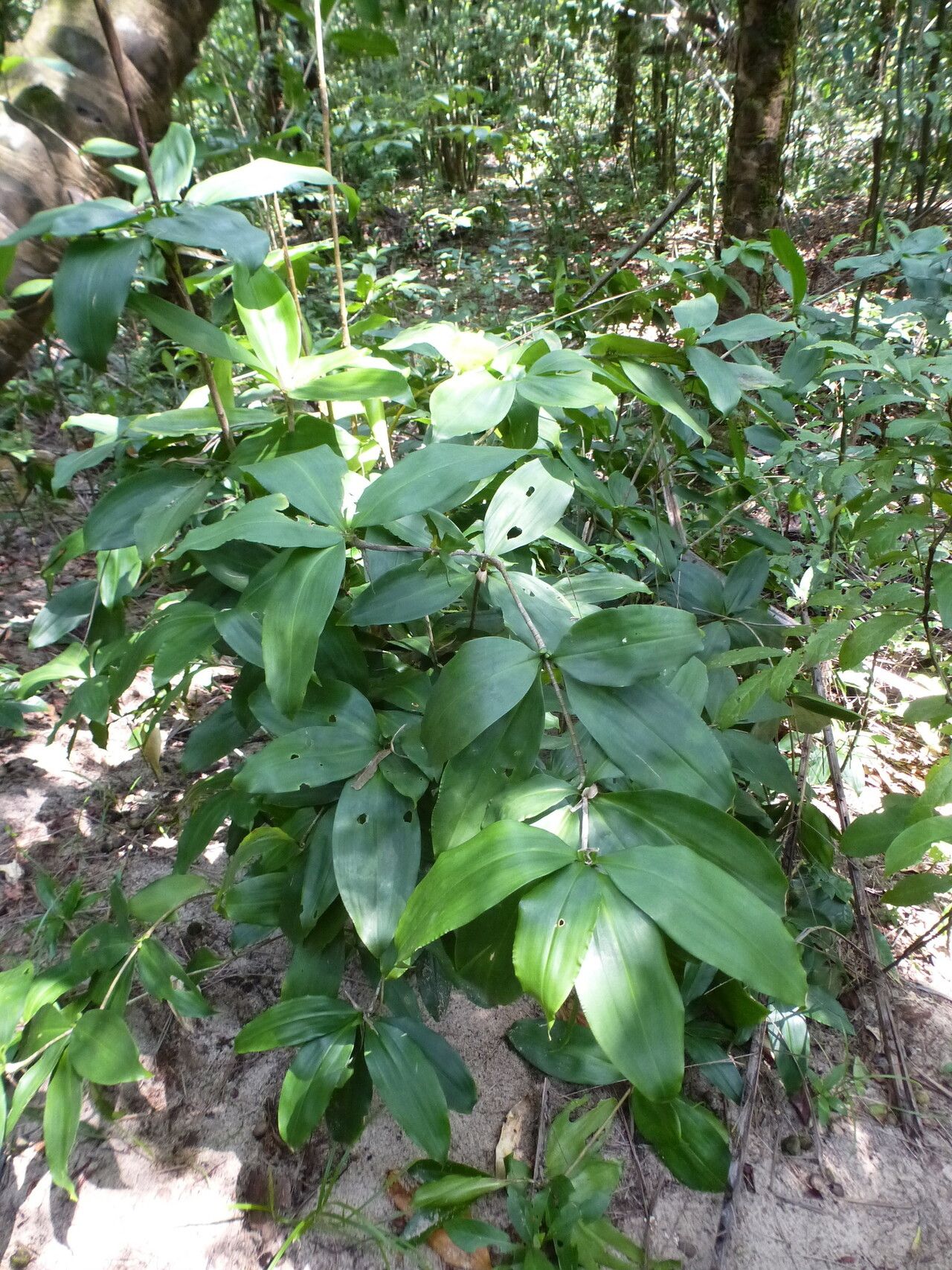 Dracaena ovata habit