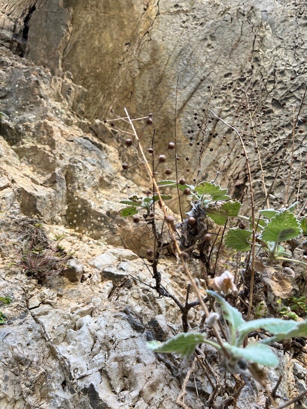 Verbascum arcturus fruit
