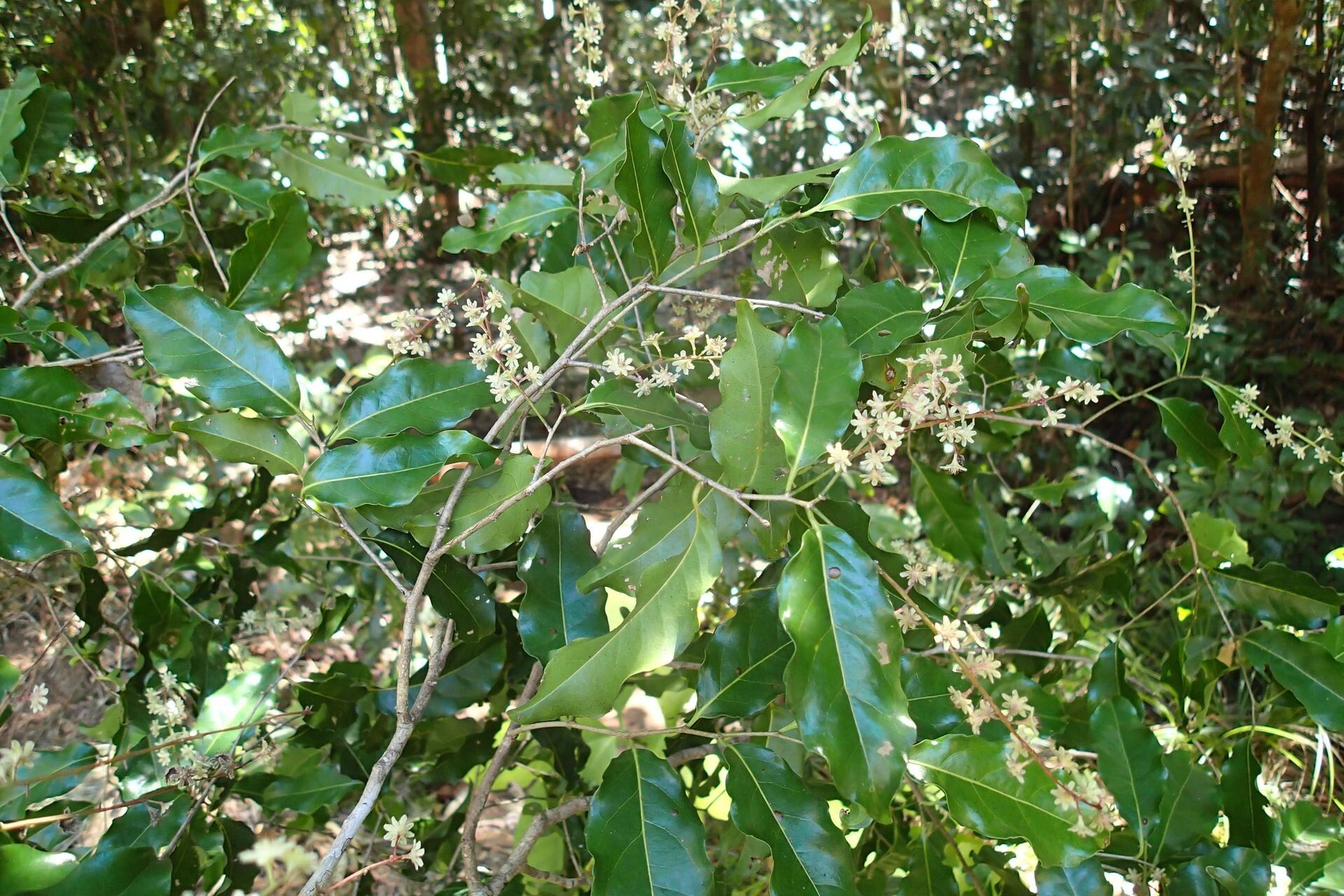 Homalium francii habit