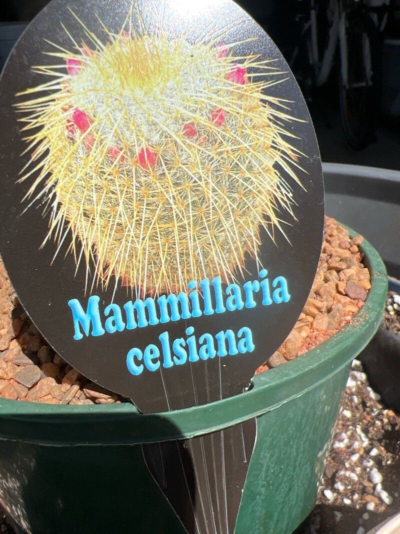 Mammillaria muehlenpfordtii flower