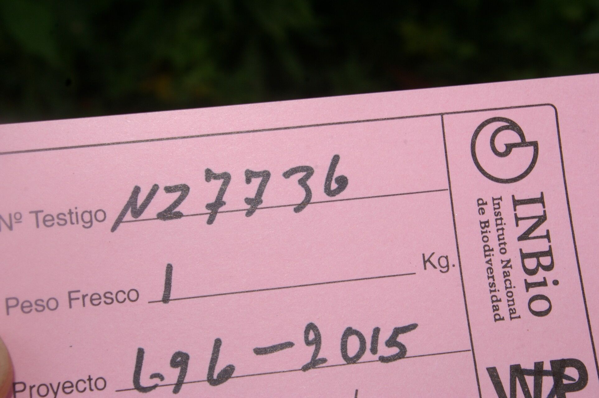 Oreopanax donnell-smithii other