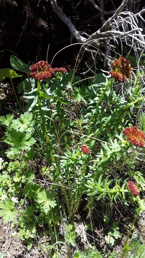 Rhodiola integrifolia flower