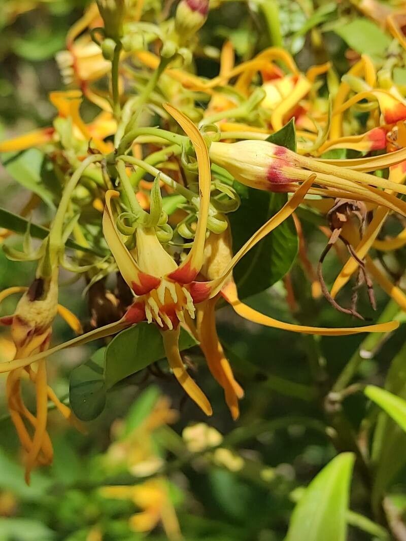 Strophanthus speciosus flower