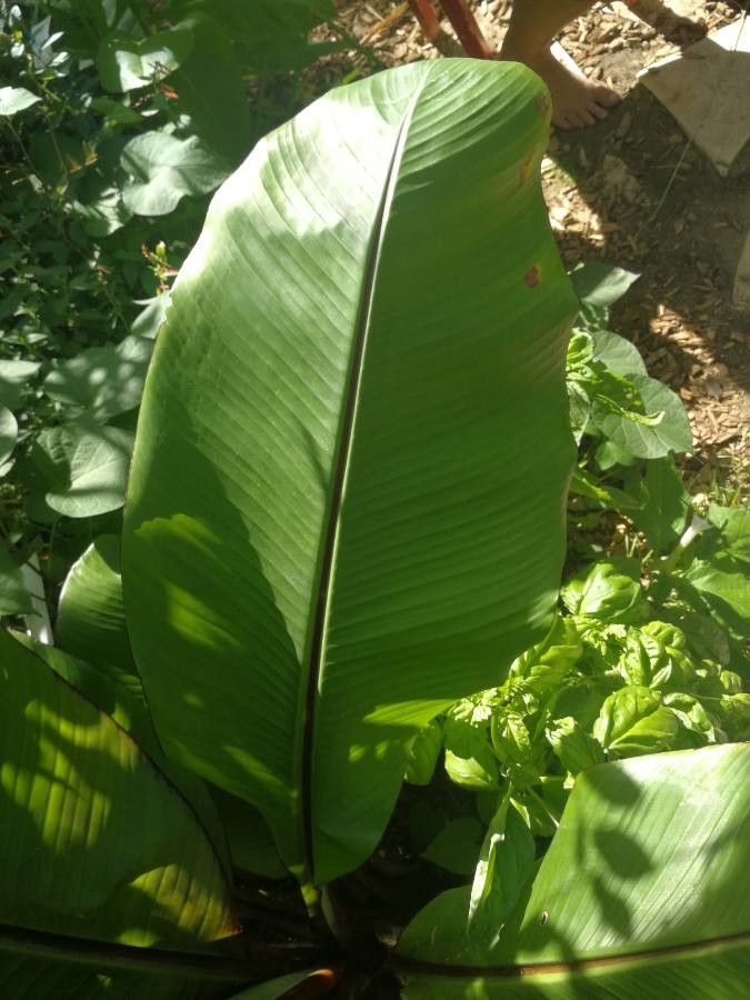 Canna tuerckheimii leaf