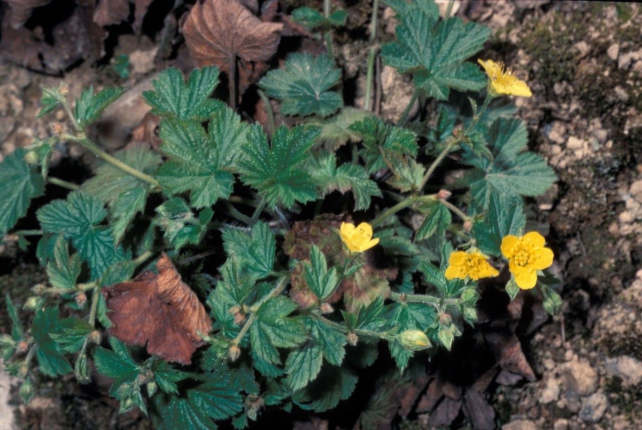 Waldsteinia geoides habit