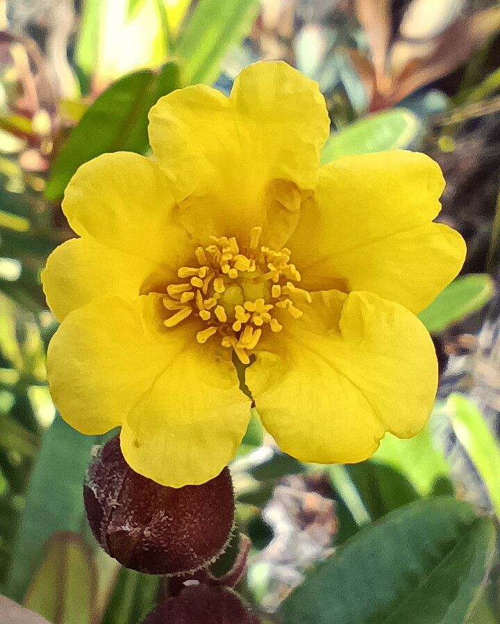 Hibbertia trachyphylla flower