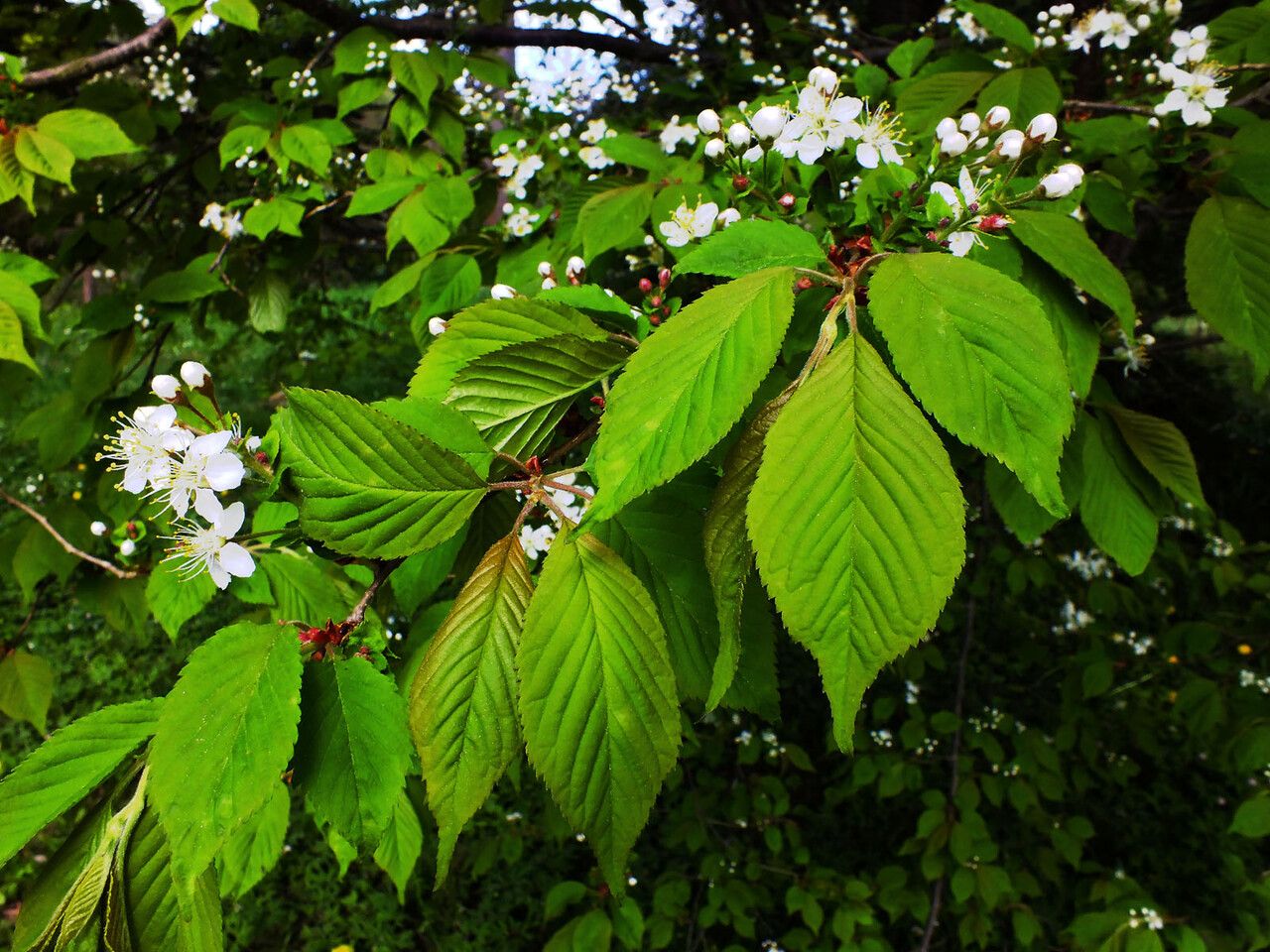Prunus sargentii flower