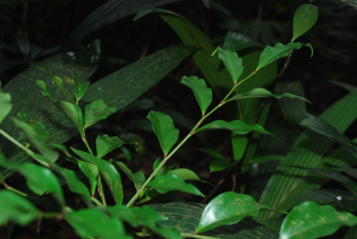 Phyllanthus yvettae habit