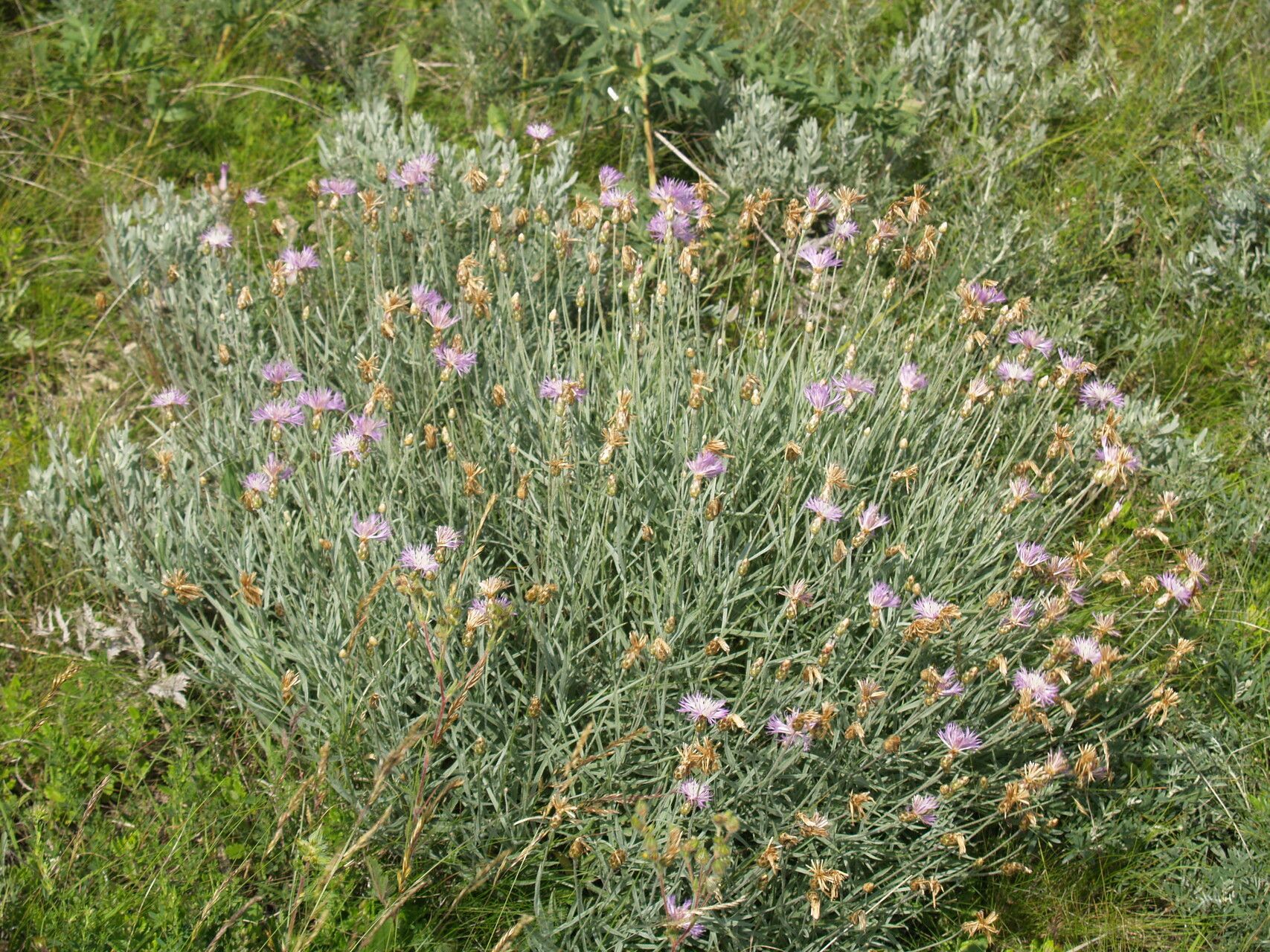 Centaurea trinervia habit