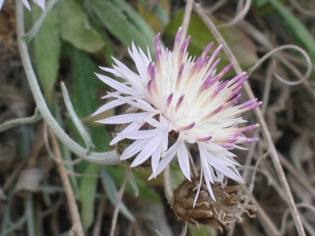 Centaurea rouyi flower