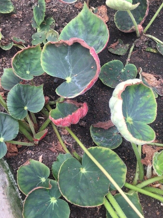Begonia itaguassuensis — houseplant care guide