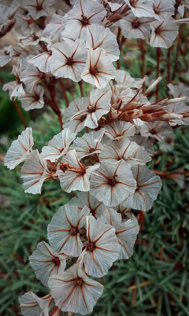 Acantholimon ulicinum fruit