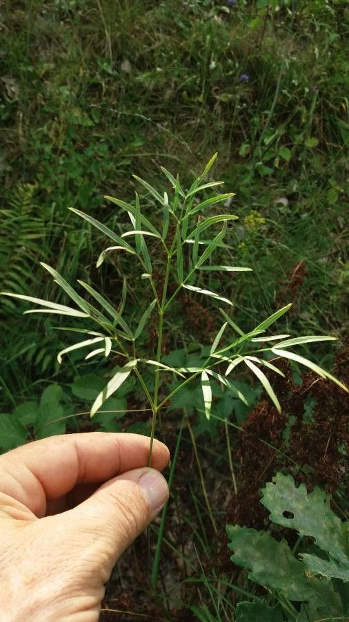 Peucedanum gallicum — houseplant care guide