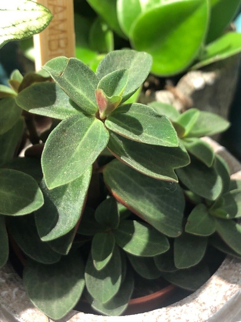 Peperomia verticillata leaf