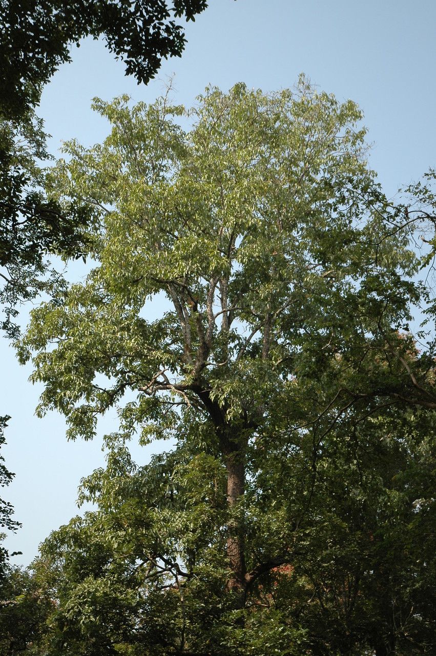 Terminalia elliptica habit