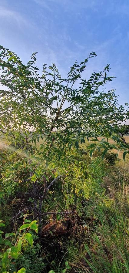 Melia volkensii habit