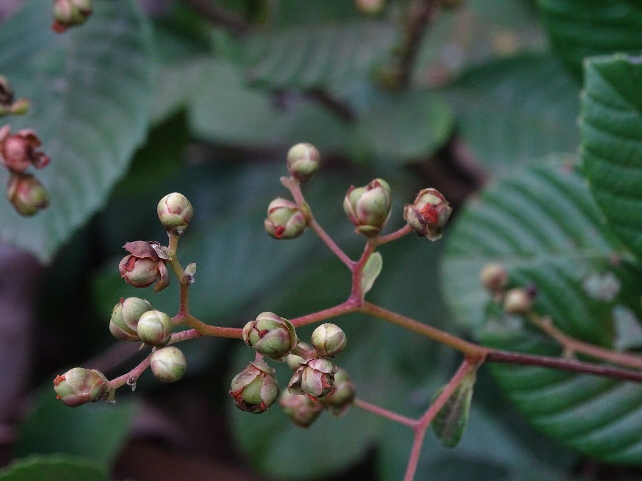 Tetracera potatoria flower