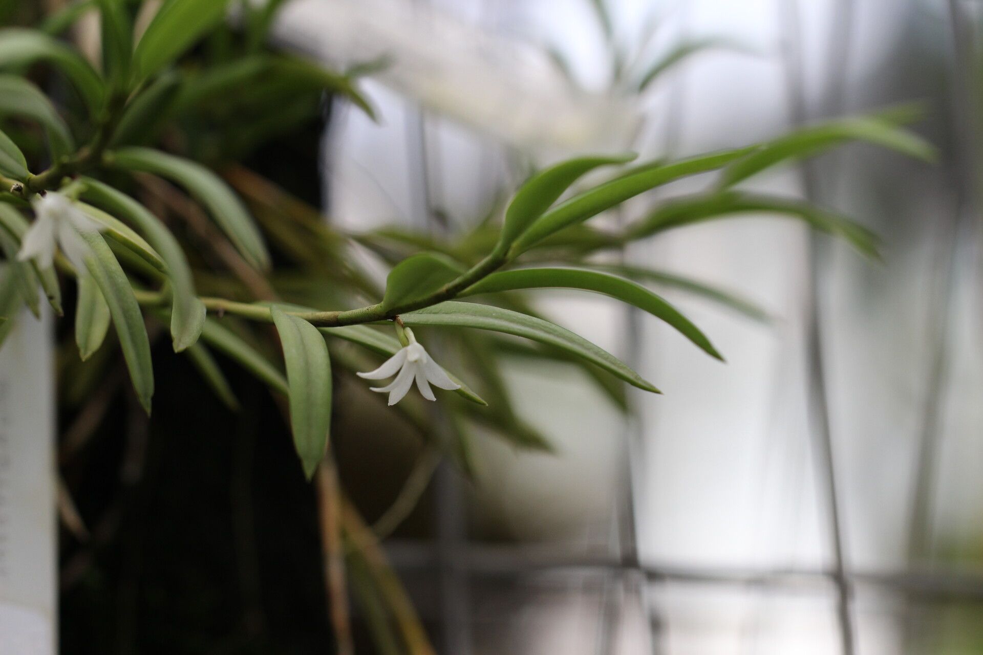 Angraecum pungens habit