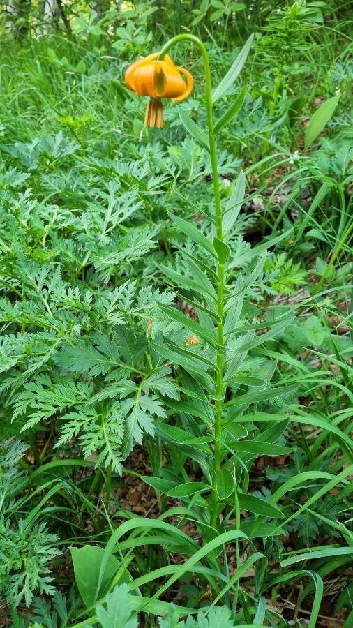 Lilium carniolicum habit
