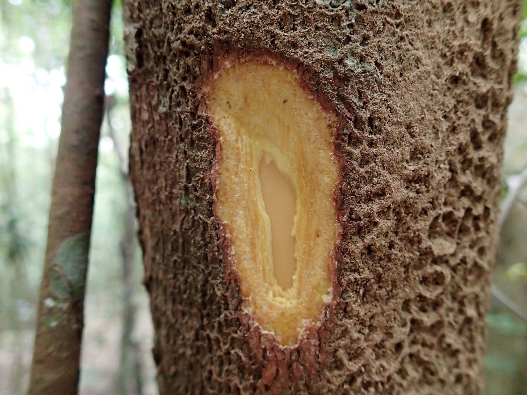 Sarcomelicope simplicifolia bark