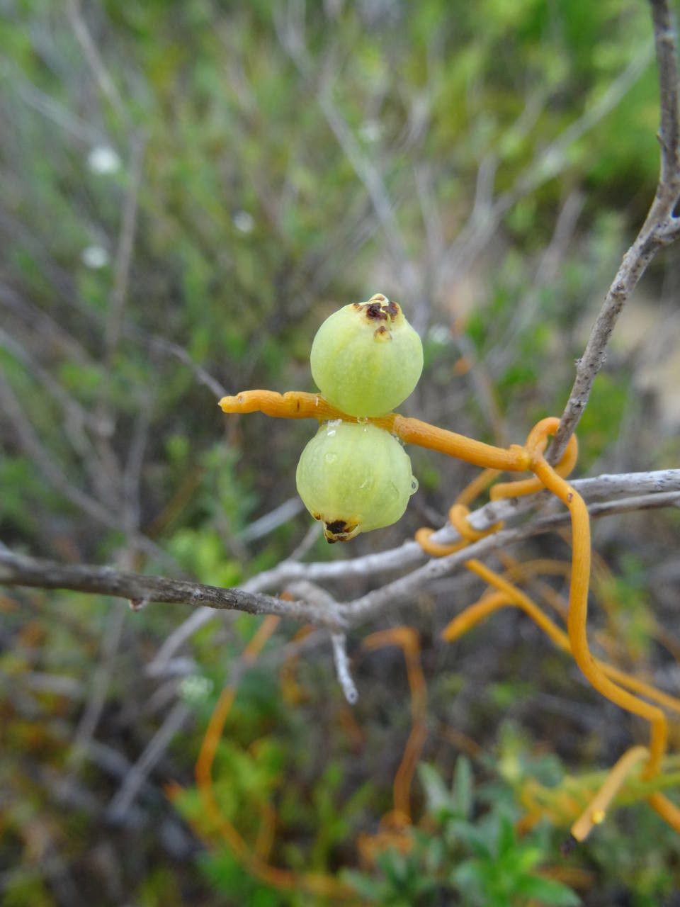 Cuscuta americana fruit